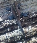 Le fameux iguane marin "figure emblèmatique des Galapagos"